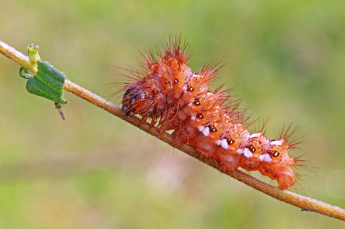 Bruco da identificare - Acronicta (Viminia) rumicis